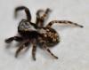 Pseudeuophrys lanigera